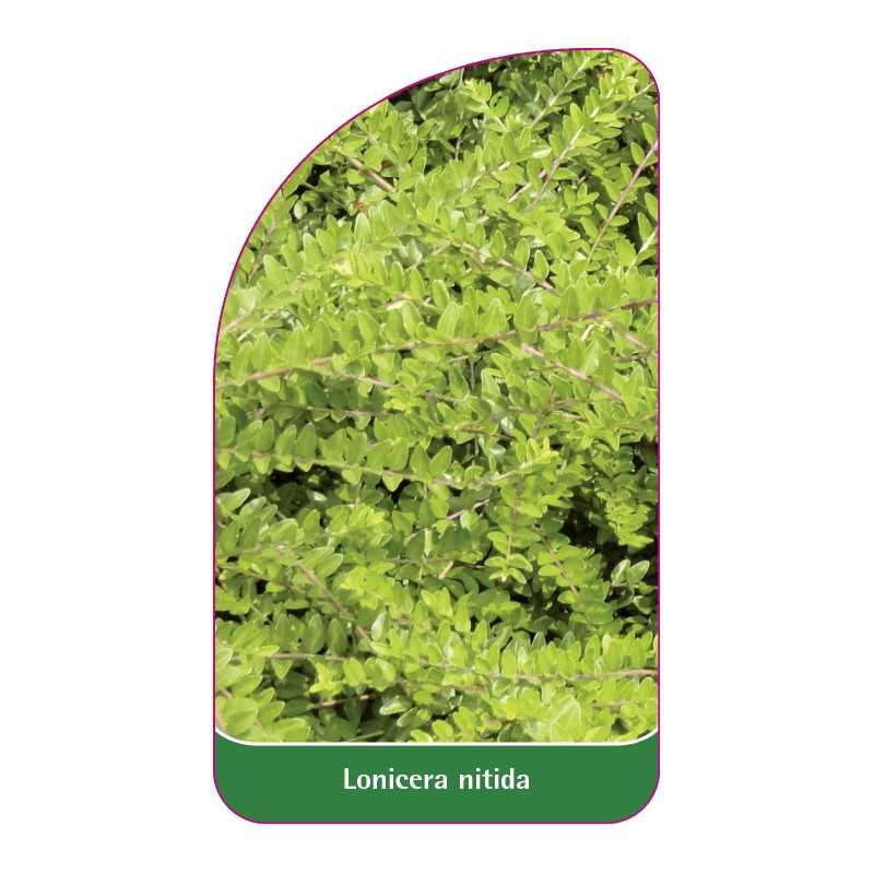 lonicera-nitida1