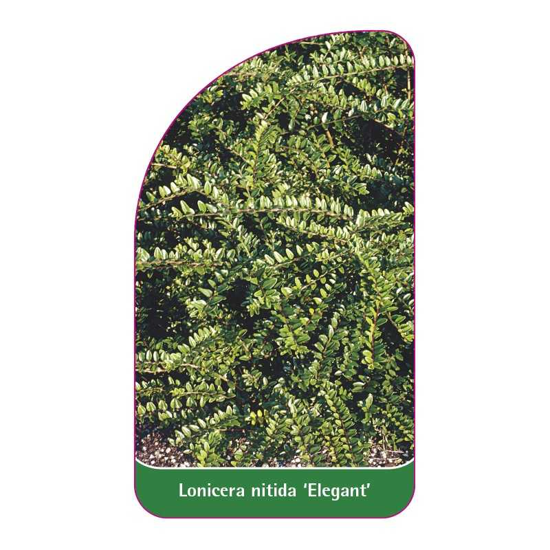 lonicera-nitida-elegant-1