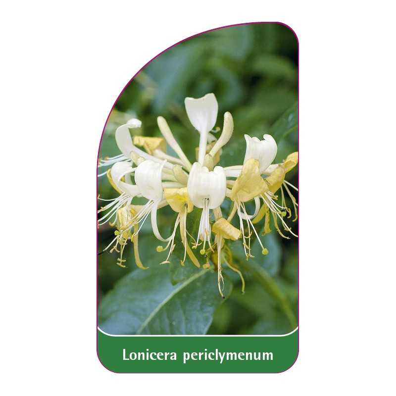 lonicera-periclymenum1