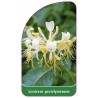 lonicera-periclymenum1