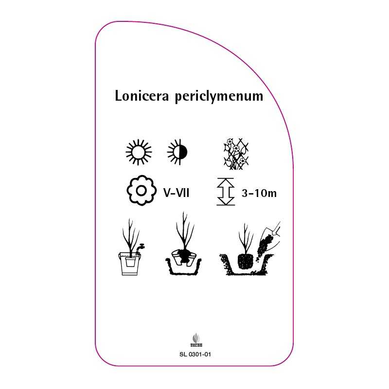 lonicera-periclymenum0