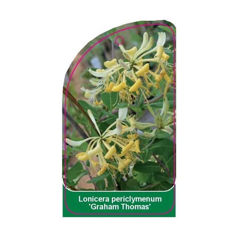 lonicera-periclymenum-graham-thomas-1