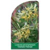 lonicera-periclymenum-graham-thomas-1