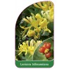 lonicera-tellmanniana1