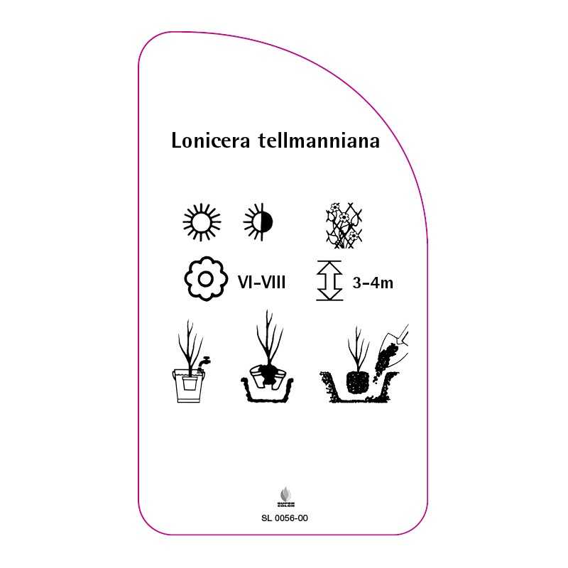 lonicera-tellmanniana0