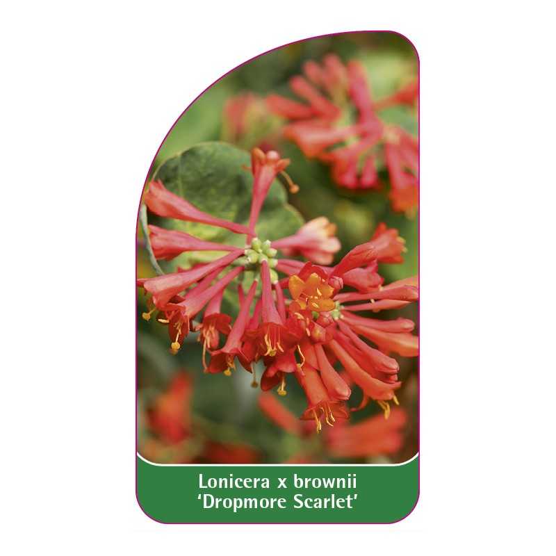 lonicera-x-brownii-dropmore-scarlet-c1