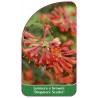 lonicera-x-brownii-dropmore-scarlet-c1