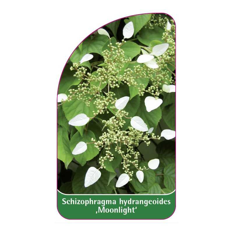 schizophragma-hydrangeoides-moonlight-1