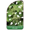 schizophragma-hydrangeoides-moonlight-1