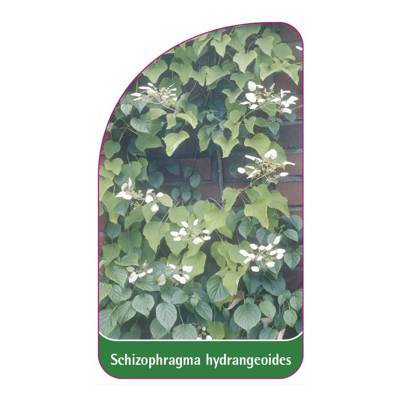 schizophragma-hydrangeoides1