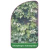 schizophragma-hydrangeoides1