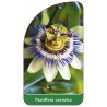 passiflora-caerulea1