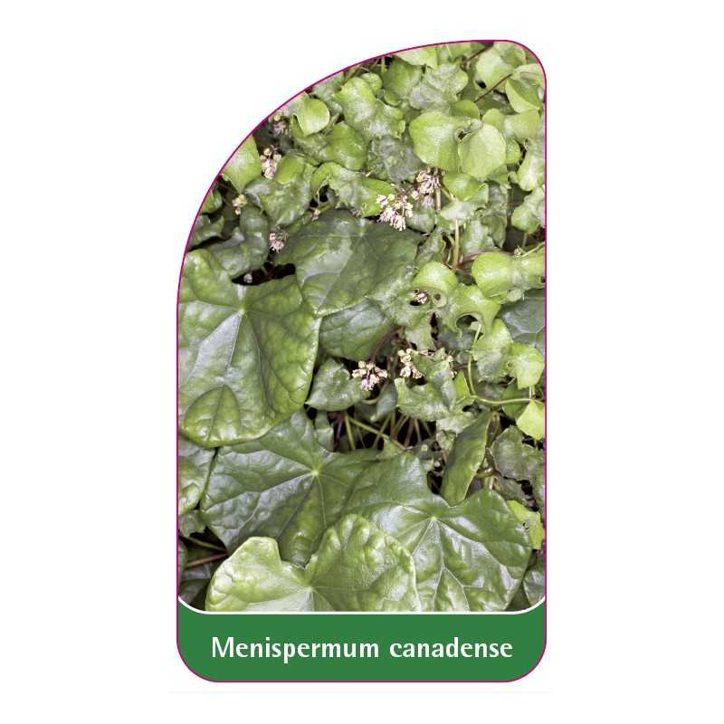 menispermum-canadense1