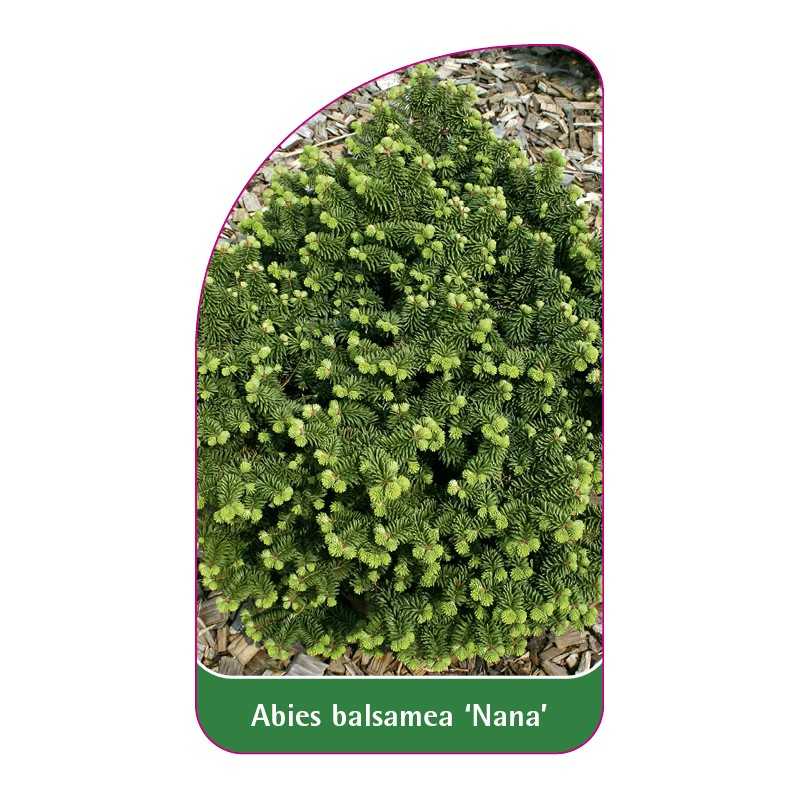 abies-balsamea-nana-1