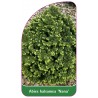 abies-balsamea-nana-1