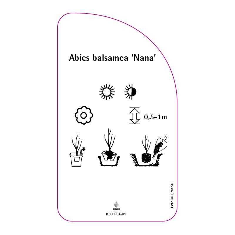 abies-balsamea-nana-0