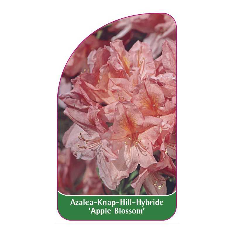 azalea-apple-blossom-1