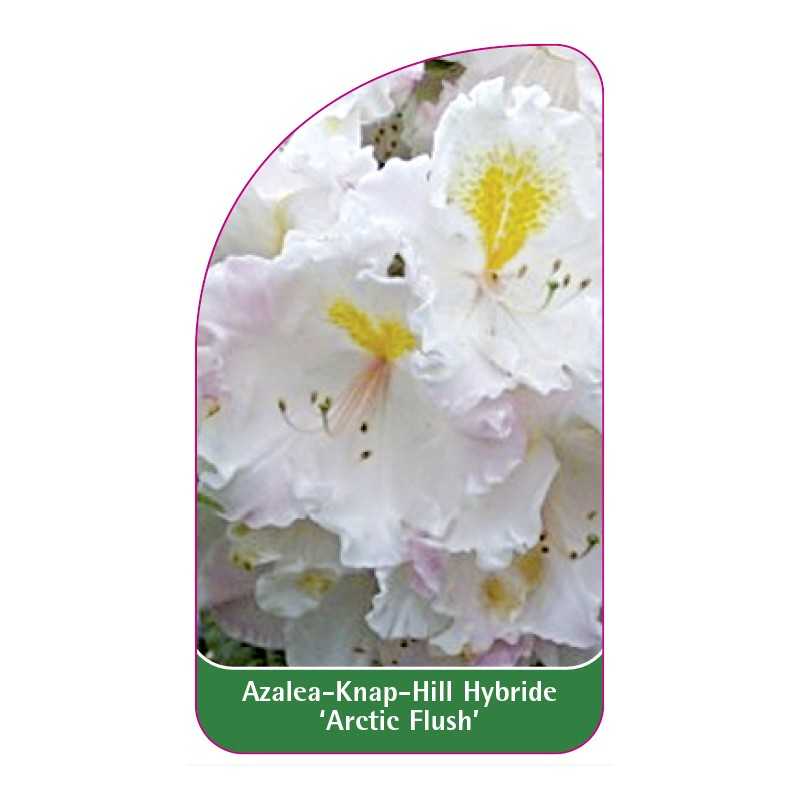 azalea-arctic-flush-b1