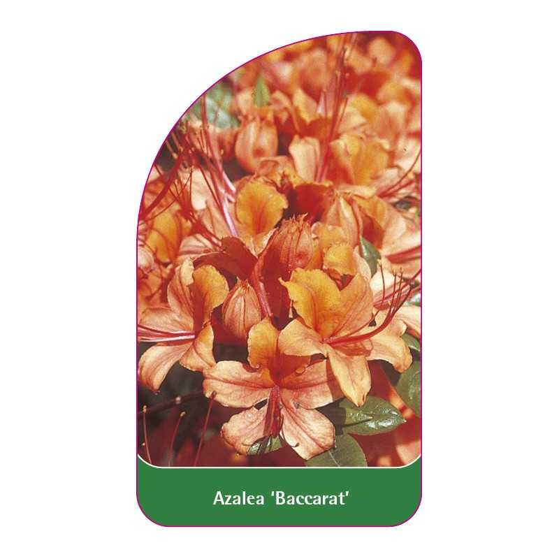 azalea-baccarat-1