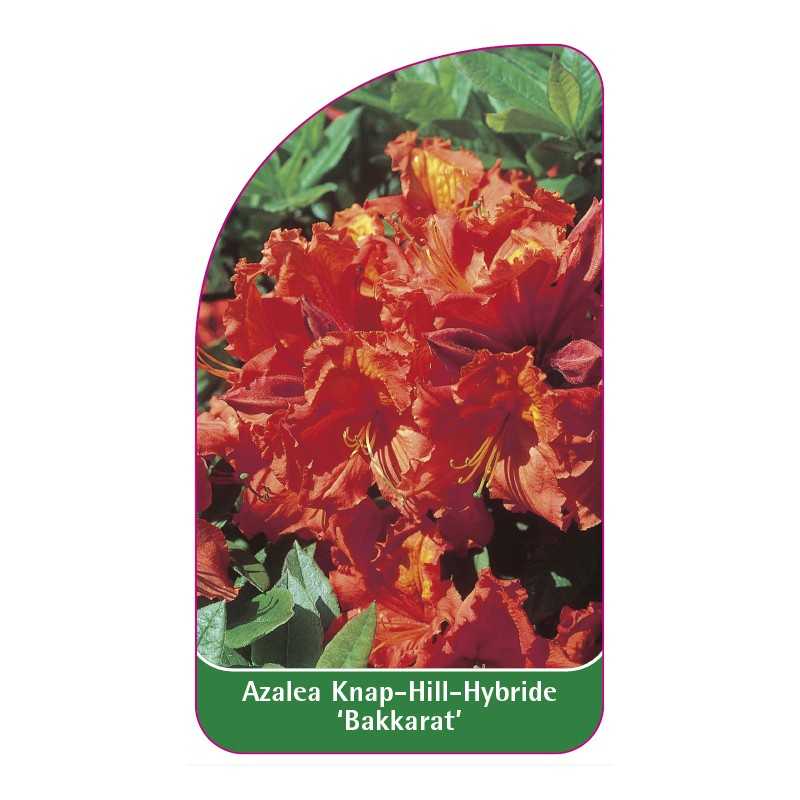 azalea-bakkarat-1