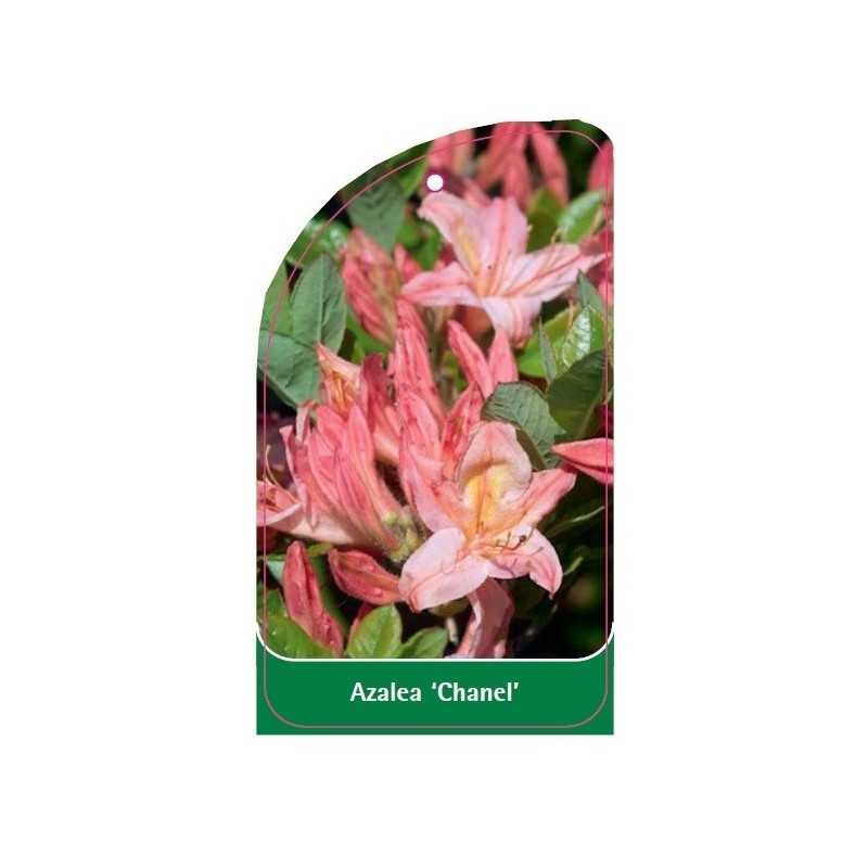 azalea-chanel-a1