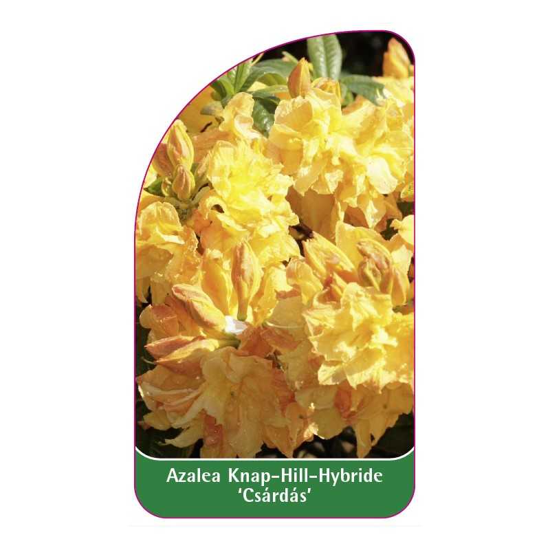 azalea-csardas-1