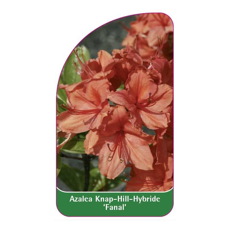 azalea-fanal-1