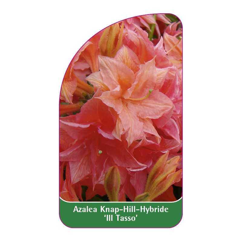 azalea-ill-tasso-b1