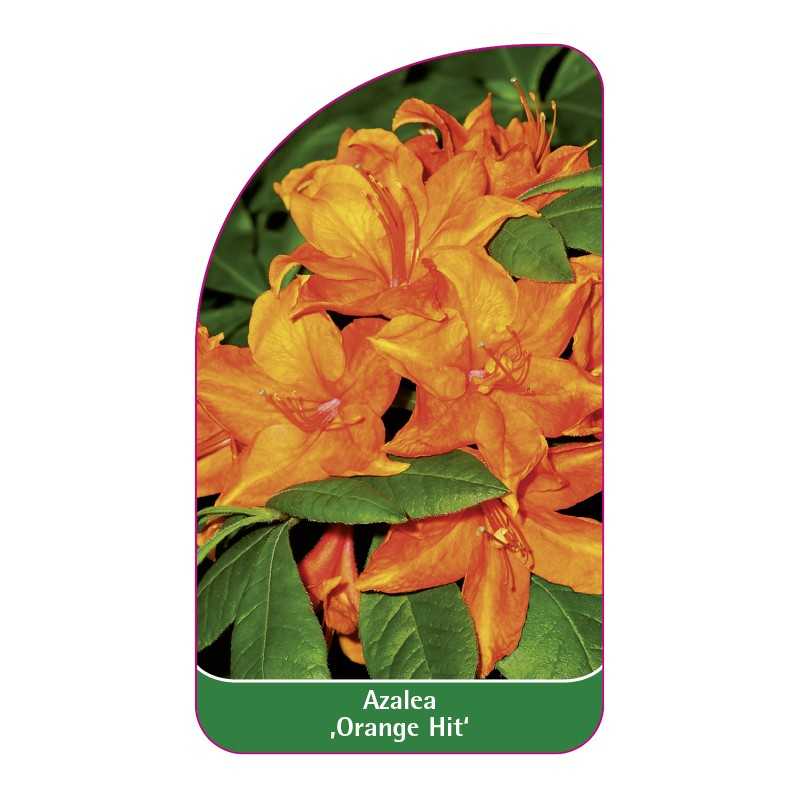 azalea-orange-hit-1