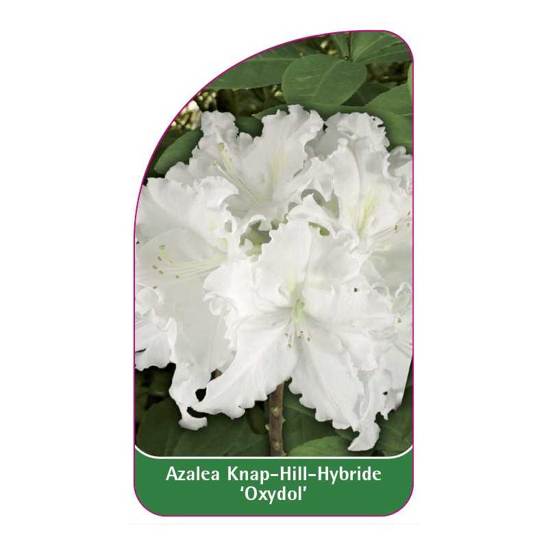 azalea-oxydol-1