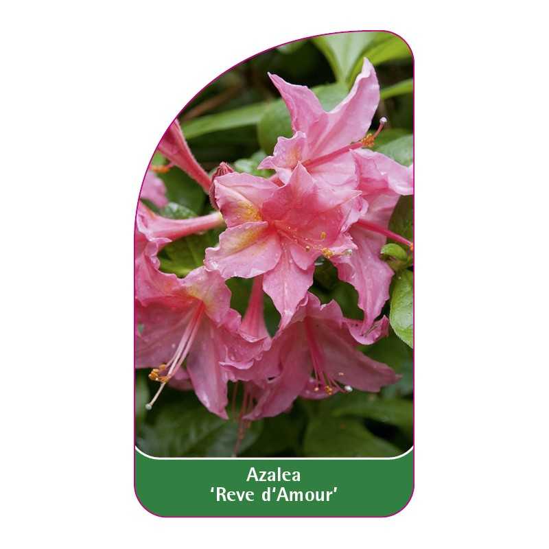 azalea-reve-d-amour-1