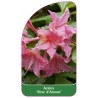 azalea-reve-d-amour-1