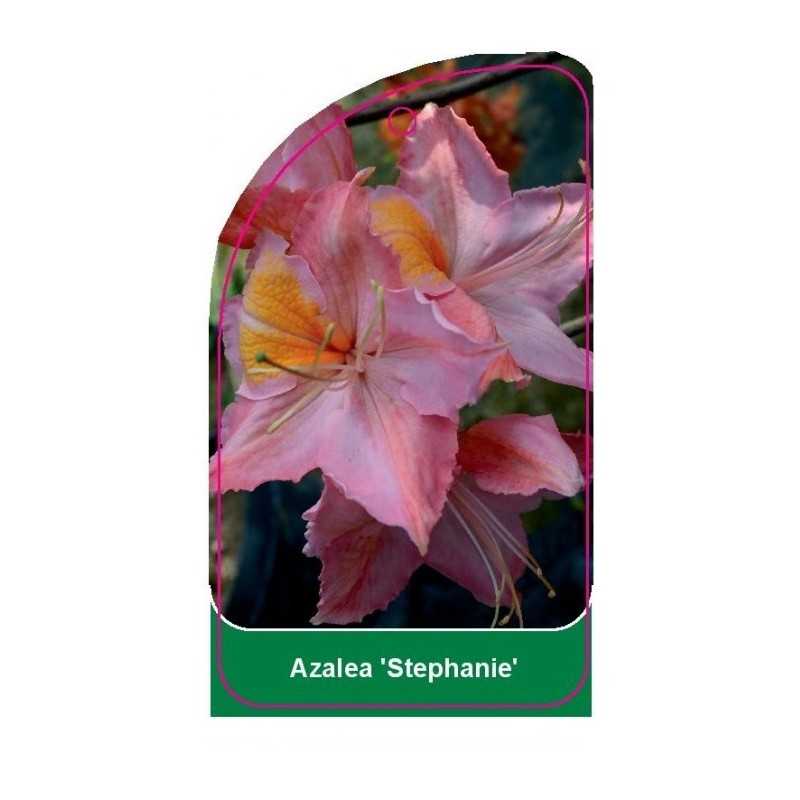 azalea-stephanie-1