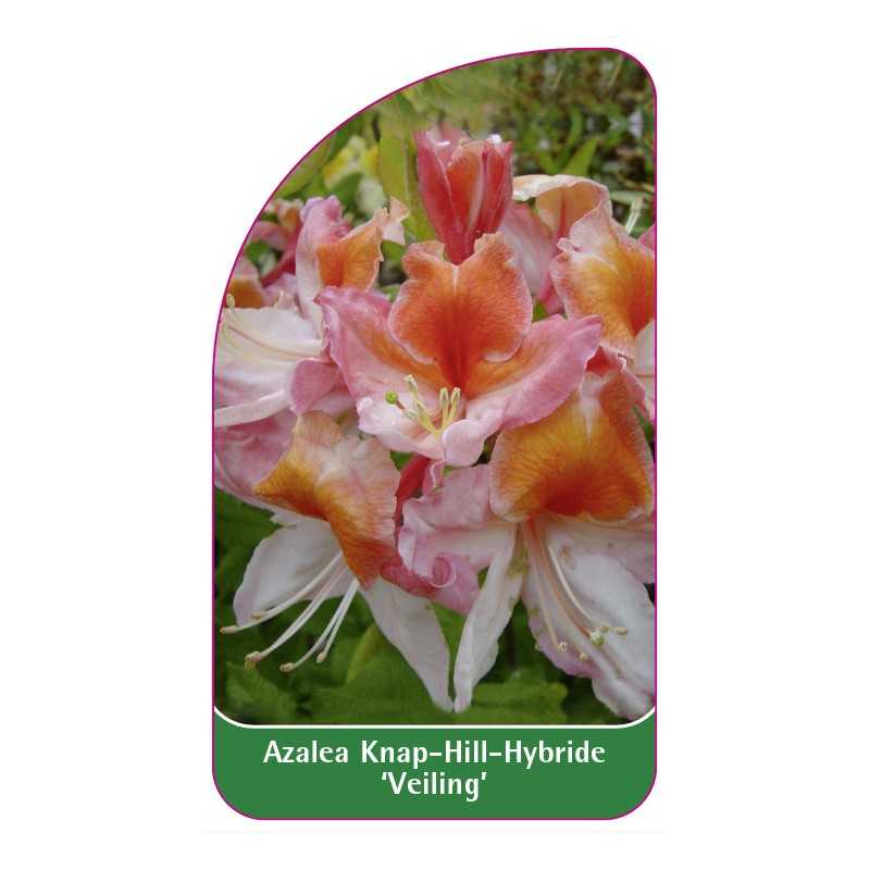 azalea-veiling-1