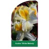 azalea-white-melody-1