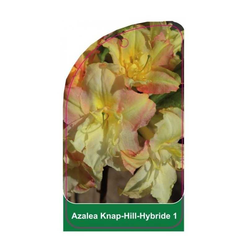 azalea-11