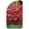 azalea-rubra1