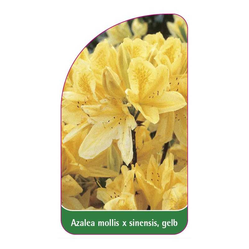 azalea-mollis-x-sinensis-gelb1