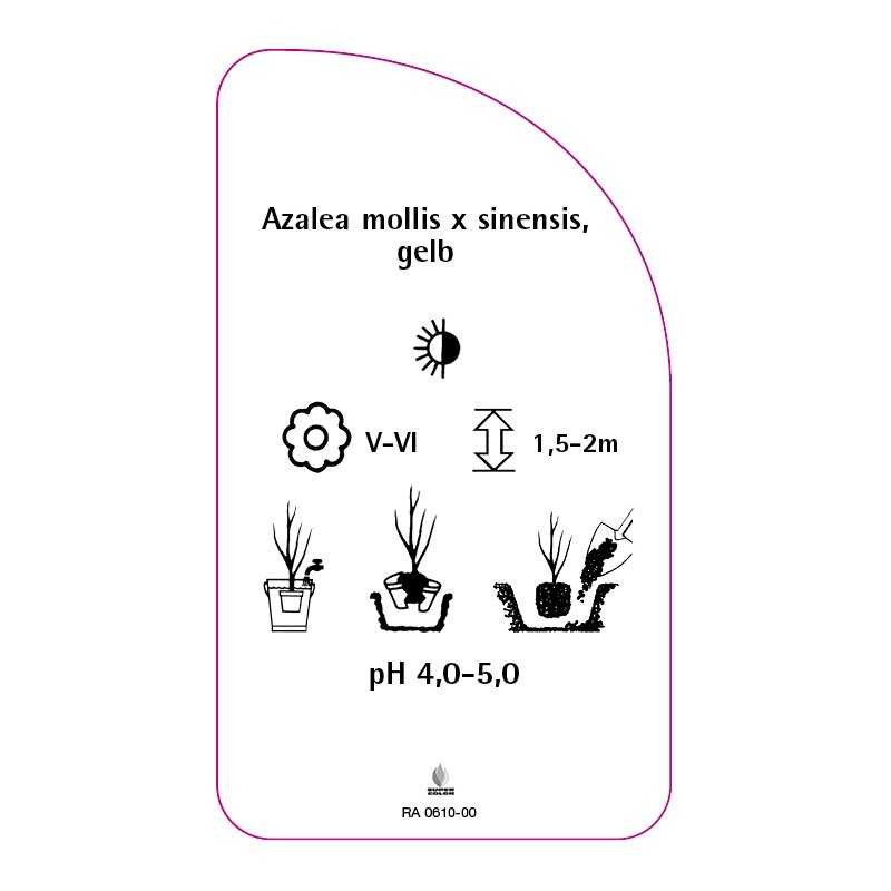 azalea-mollis-x-sinensis-gelb0