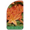 azalea-mollis-x-sinensis-orange1