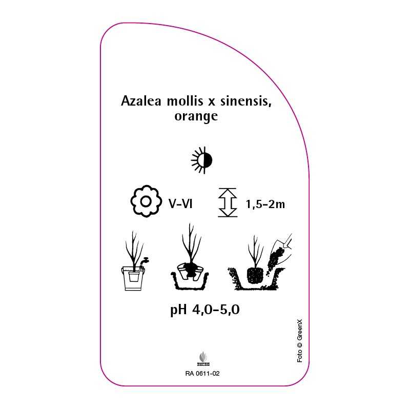 azalea-mollis-x-sinensis-orange0