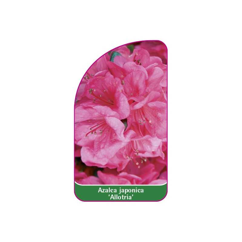 azalea-japonica-allotria-a1