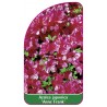 azalea-japonica-anne-frank-a1