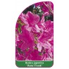 azalea-japonica-anne-frank-b1