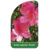 azalea-japonica-anouk-standard1