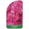 azalea-japonica-arabesk-1