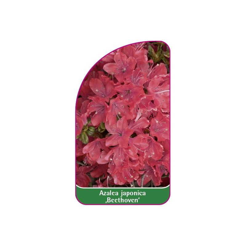 azalea-japonica-beethoven-1