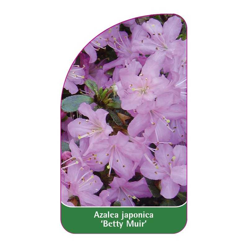 azalea-japonica-betty-muir-standard1