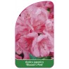 azalea-japonica-blaauw-s-pink-standard1