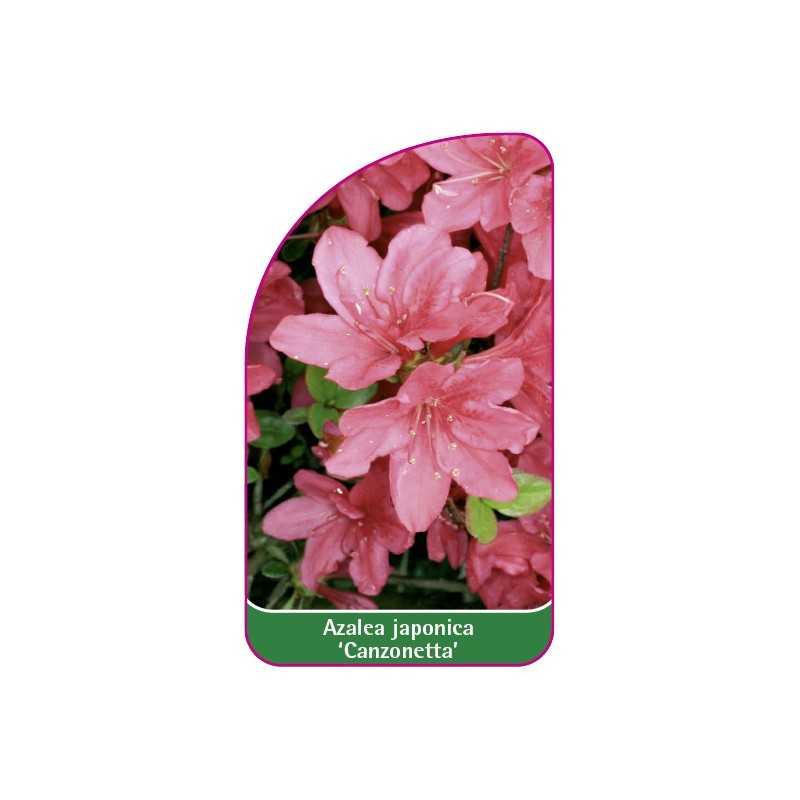 azalea-japonica-canzonetta-a1